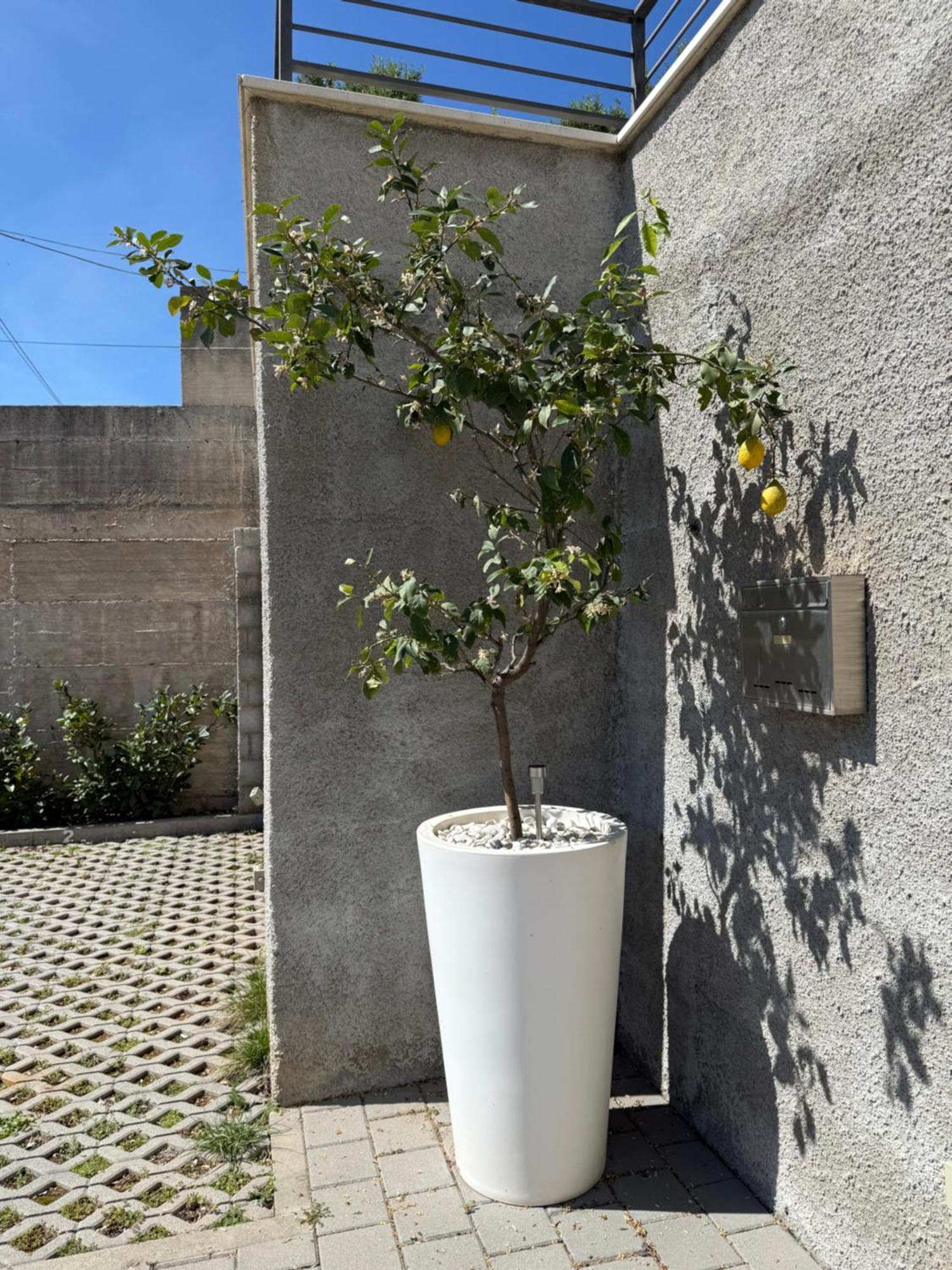 Lemon Tree Dubrovnik Apartments Exteriér fotografie